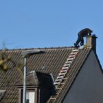 Chimney Inspection